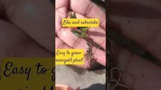 Easy to grow marigold plant#short#pooja singh vlog