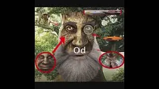 Wise Tree Age Evolution