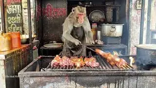 Monkey Chef Work at India Street Food | Goat Recipe 