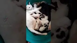 Breastfeeding of 8 kittens #Patsi
