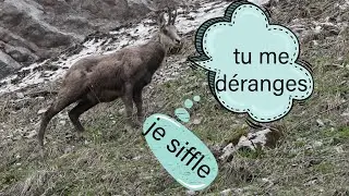 LE CRI DU CHAMOIS