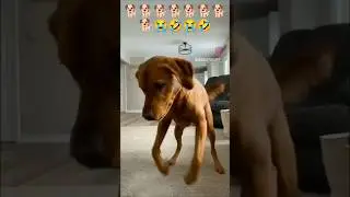 Dog sounds | Puppy Voice | Chote pille ki awaj 🐕🐕🐕🤣😭 #shorts #viral #dog #puppy #babydog #shortvideo