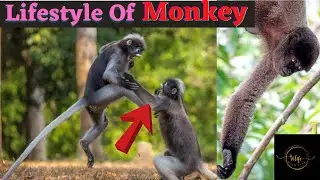Lifestyle of Monkey|Monkey Life Cycle|Indian Monkey