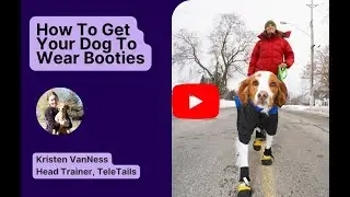 How To Get Your Dog To Wear Booties