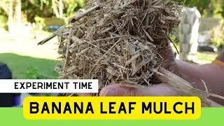 Will This Method Work To Make Mulch From Banana Leaves? Time for another Garden Experiment