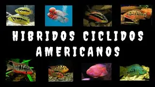 37 hibridos ciclidos americanos