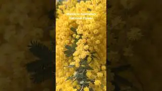 Wattle is Australia's National Flower and heralds that spring is coming 🌼  #wattle #golden