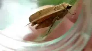 Noctua pronuba - Vanlig B&aring;ndfly