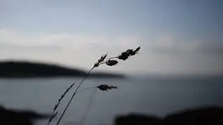 Windy Wheat Field by Grand Lake 4HRS ASMR