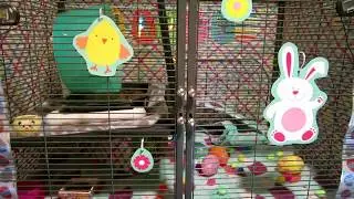 Hedgehog Easter Cage Tour