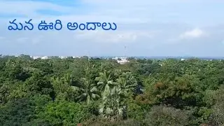 Green Canopy under d Blue Sky | #shorts