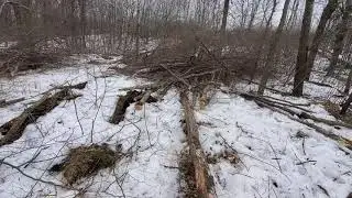 Flush-Cut Ridge Top Deer Bedding Area