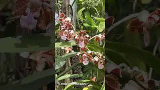 Vanda tricolor var panilabris #anggrek #vandatricolor #orchid