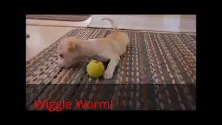 Crazy Cute Puppy Can't Keep Still - Talent Hounds