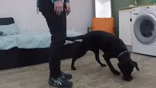 Ninja Retrieve Demo