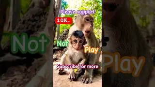 Not play #shorts #monkey #angkor #cambodia