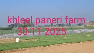 Khleel paneri farm 30-11-2025 
