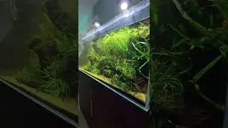 There&rsquo;s NOTHING Like a Big Planted Community Tank 🌿🔥 #plantedtank #aquascaping #communitytank