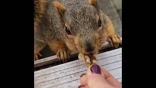Squirrel Snack time  🐿