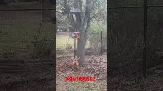 Watch Maple the Blue Lacy in Action: Hunting Squirrels!