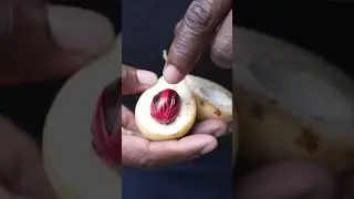 🇬🇩 Nutmeg The Black Gold of Grenada