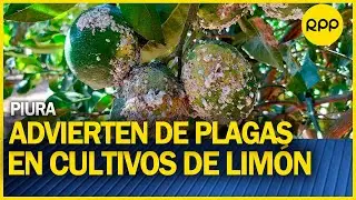 Lim&oacute;n en Piura: Agricultores advierten de plagas en cultivos