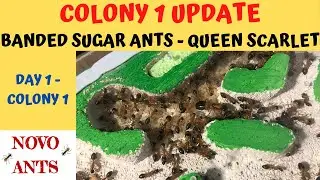 Ant Colony 1 Update - Banded Sugar ants - Queen Scarlet - Day 1 of Colony Week