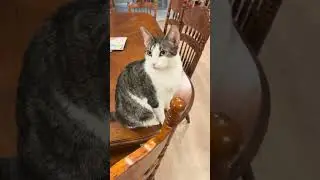 Пусковая установка для кошачьего оружия