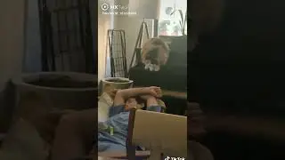 Angry Crazy Fat Cat jump on Sleep Guy funny cat videos