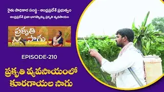 E210 | ప్రకృతి వ్యవసాయంలో కూరగాయల సాగు