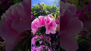 Nature's Beautiful Azalea Rhododendron flower |