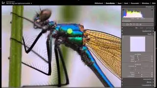 Leer Lightroom 5 deel 12 : Verscherpen