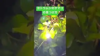 薔薇についたヨトウムシのたまごの見つけ方