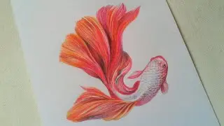 Beautiful Fish Colour Pencil Sketch