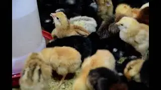 FFG Chicks, Kroiler Farming, Colored Bird Poultry Farm, Desi murgi