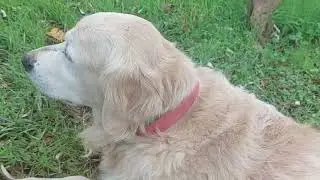 Golden retriever (Dobi)