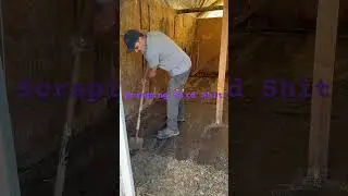 #maine #offgrid #duck #chicken #smalltown #caribou #birds #coop #dirty