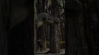 Allosaurus yawns