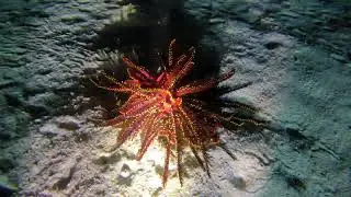 Japan: Crinoid (feather star)