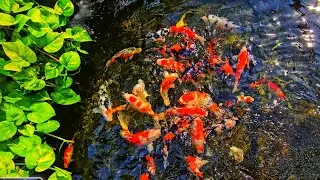 Koi Feeding Time! Beautiful Colors and Calm Pond Vibes