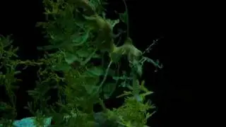 El dragon del mar