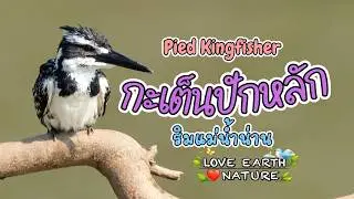 Relax with the Kingfisher: Nan River, Thailand Views (Nature ASMR)
