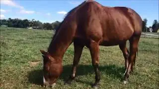 Freedom Fighter: Once Starving and Now Thriving!