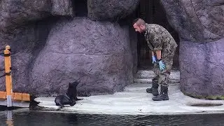 Mała uchatka z opolskiego zoo już pływa w dużym basenie