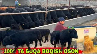 BUQA BOQISH ENDI OSON AL TEMUR DRABILKASI N1 👍👍🌟30 ноября 2025 г.