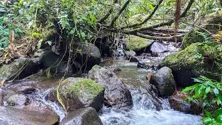Calming Forest Creek Sounds with Soft Water Flow for Meditation and Relaxation