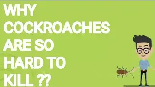 WHY ARE COCKROACHES SO HARD TO KILL???