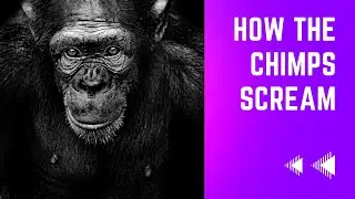 how the chimps scream / chimp sounds