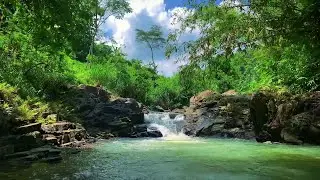 Peaceful Bamboo Forest Waterfall 🌊 Relaxing Water Sounds & Natural Ambience