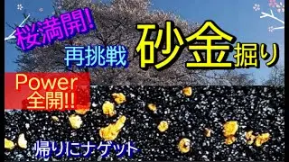 桜満開　砂金掘りパワー全開編　前回行った川へ欲にかられて行って来ました　1日トータルで今期最重量です😄#砂金  #gold  #砂金採り#사금